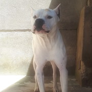 Mile apbt lover on My World.