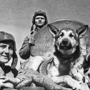 Животные - Герои Великой Отечественной Войны группа в Моем Мире.