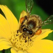 Здоровье на крыльях пчелы группа в Моем Мире.