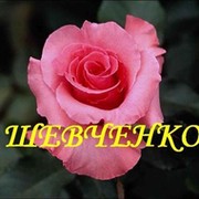 фамилия Шевченко??Тебе сюда! группа в Моем Мире.