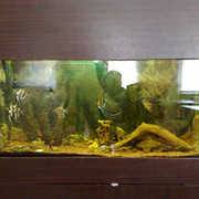 Петрони КО КО on My World.