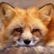 Кирилл Кузьменко on My World.