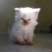 Маргарита Королева on My World.