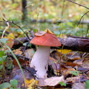 Александр Базанов on My World.