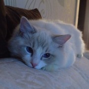 Наталья Шибакина on My World.