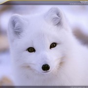 Фиона * on My World.