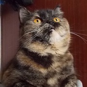 (ORL)Ната Миронова on My World.