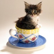 Ольга Котик on My World.