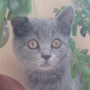 RОMA , on My World.